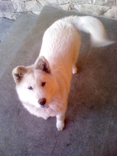 평창동에서 잃어버린 쥬코 찾아요 ..