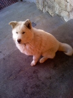 평창동에서 잃어버린 쥬코 찾아요 ..