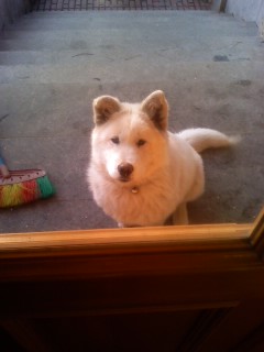 평창동에서 잃어버린 쥬코 찾아요 ..