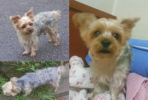 8살 요크셔 남아 찾아요ㅠ(재유기 가능성있으니 다봐주세요!)