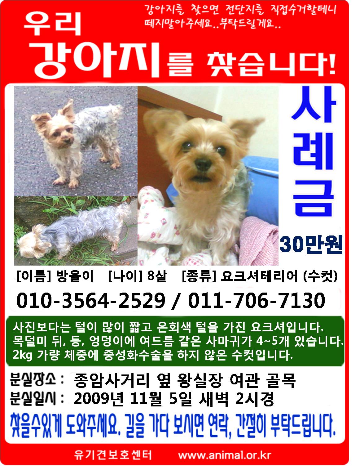 8살 요크셔 남아 찾아요ㅠ(재유기 가능성있으니 다봐주세요!)