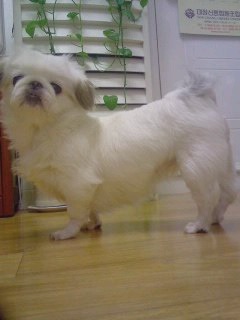 [경기 광명] 저희 햇살이를 찾습니다..