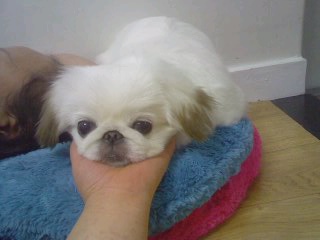 [경기 광명] 저희 햇살이를 찾습니다..