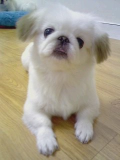 [경기 광명] 저희 햇살이를 찾습니다..