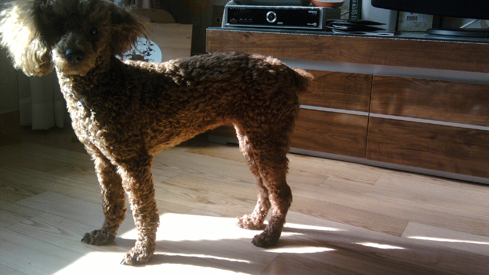 갈색 푸들 찾습니다..