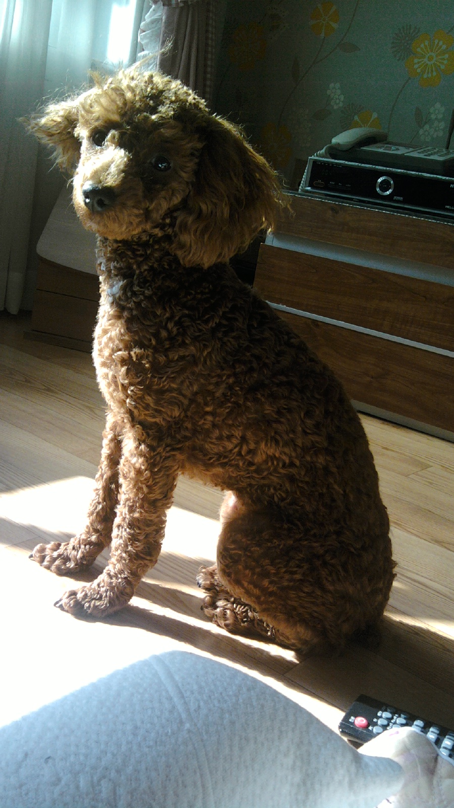 갈색 푸들 찾습니다..