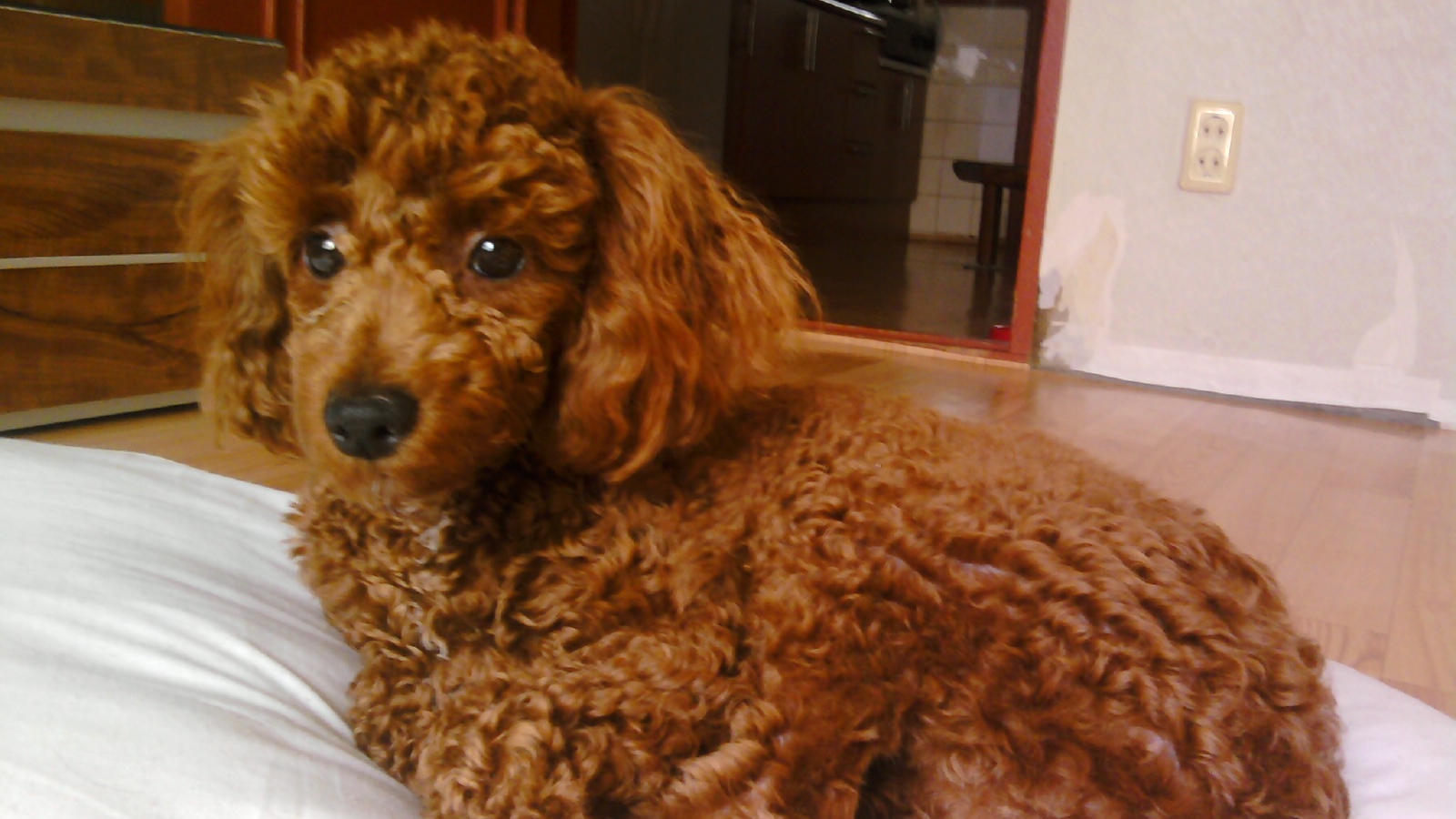 갈색 푸들 찾습니다..