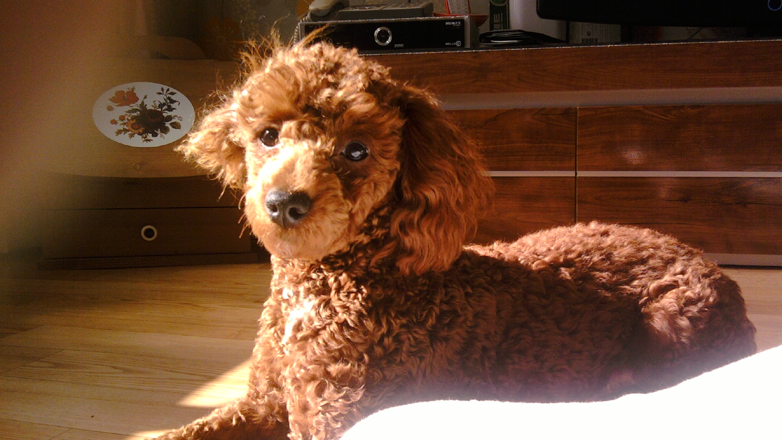 갈색 푸들 찾습니다..