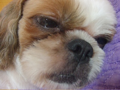 은평구시츄남아..주변일대분들제발요..