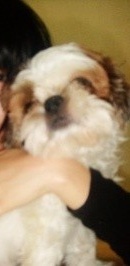 은평구시츄남아..주변일대분들제발요..