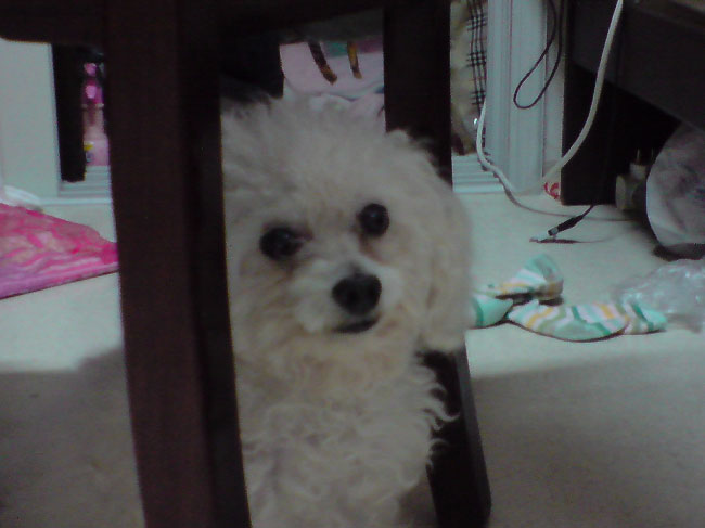 흰색푸들/수컷/오른쪽앞발목큰종양/덩치작은편