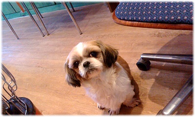 의왕시내손동 시추 찾습니다!