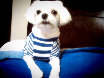 말티즈를  찾습니다.