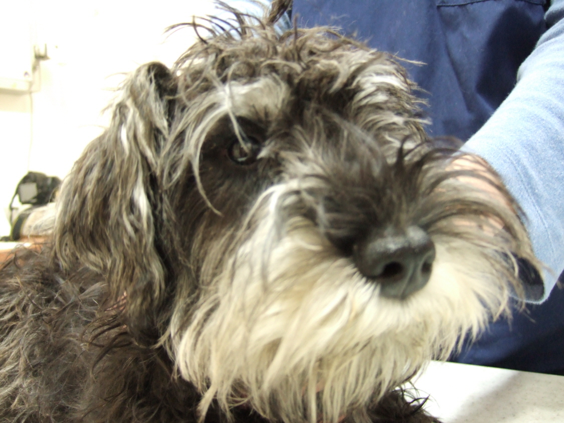 서울 광진구 슈나 남아 보호중입니다