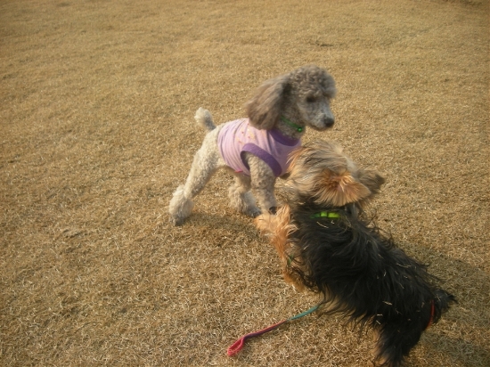 실버푸들을 찾습니다.