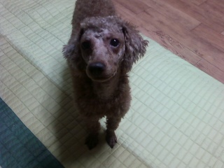 경남 창원시 남양동)) 갈색 푸들을 찾고 있습니다 꼭 한번씩 봐주세요