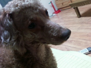 경남 창원시 남양동)) 갈색 푸들을 찾고 있습니다 꼭 한번씩 봐주세요