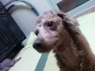 경남 창원시 남양동)) 갈색 푸들을 찾고 있습니다 꼭 한번씩 봐주세요