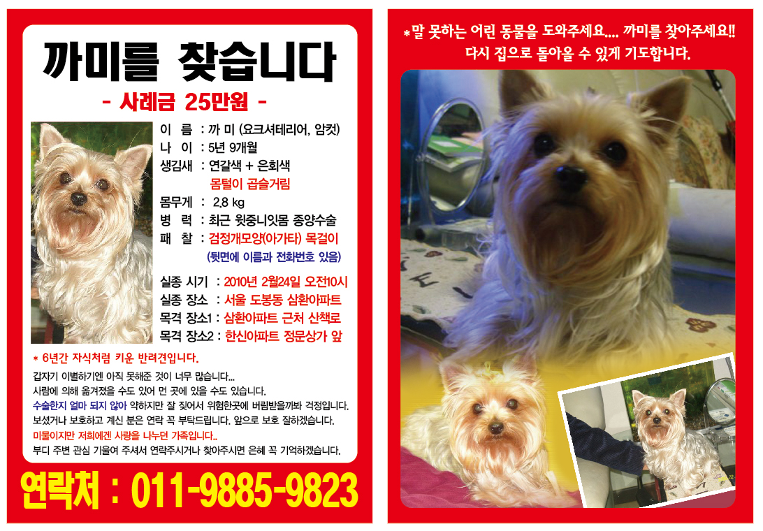 [서울도봉][요크셔][암컷][2월24일실종][목걸이착용][사례금 25만원] [[까미야 우리가 널 버린게 아냐!!]][여러분 널리 퍼뜨려주세요]