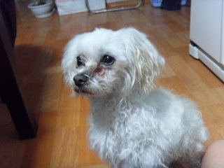 강북구 번동 흰색 말티 여아 주인을 찾습니다.