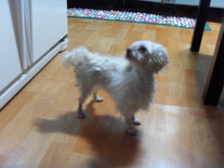 강북구 번동 흰색 말티 여아 주인을 찾습니다.