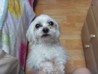 강북구 번동 흰색 말티 여아 주인을 찾습니다.