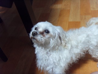 강북구 번동 흰색 말티 여아 주인을 찾습니다.