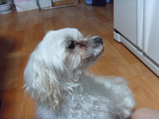 강북구 번동 흰색 말티 여아 주인을 찾습니다.