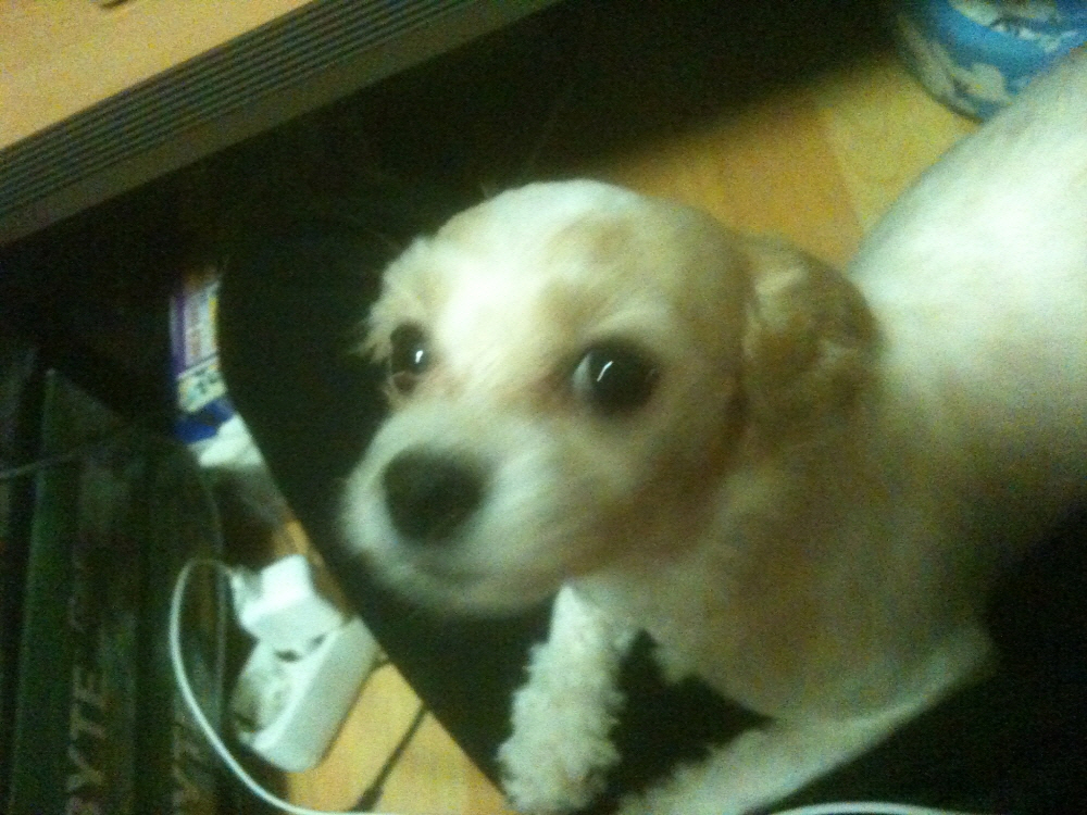 제니 3세 말티즈와치와와 믹스견입니다. 애타게 찾아요 부산 남천동입니다.