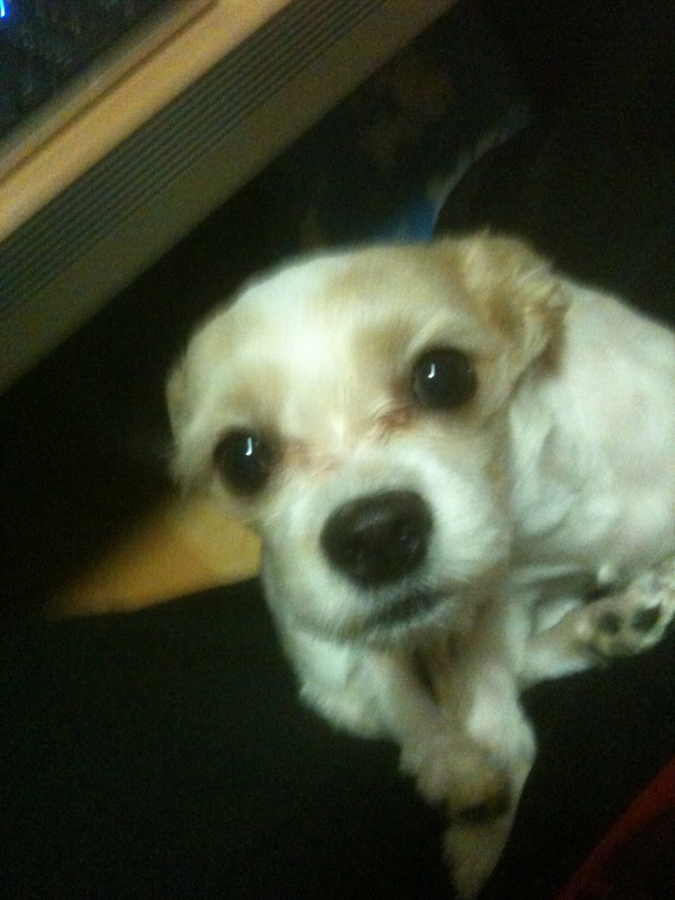 제니 3세 말티즈와치와와 믹스견입니다. 애타게 찾아요 부산 남천동입니다.