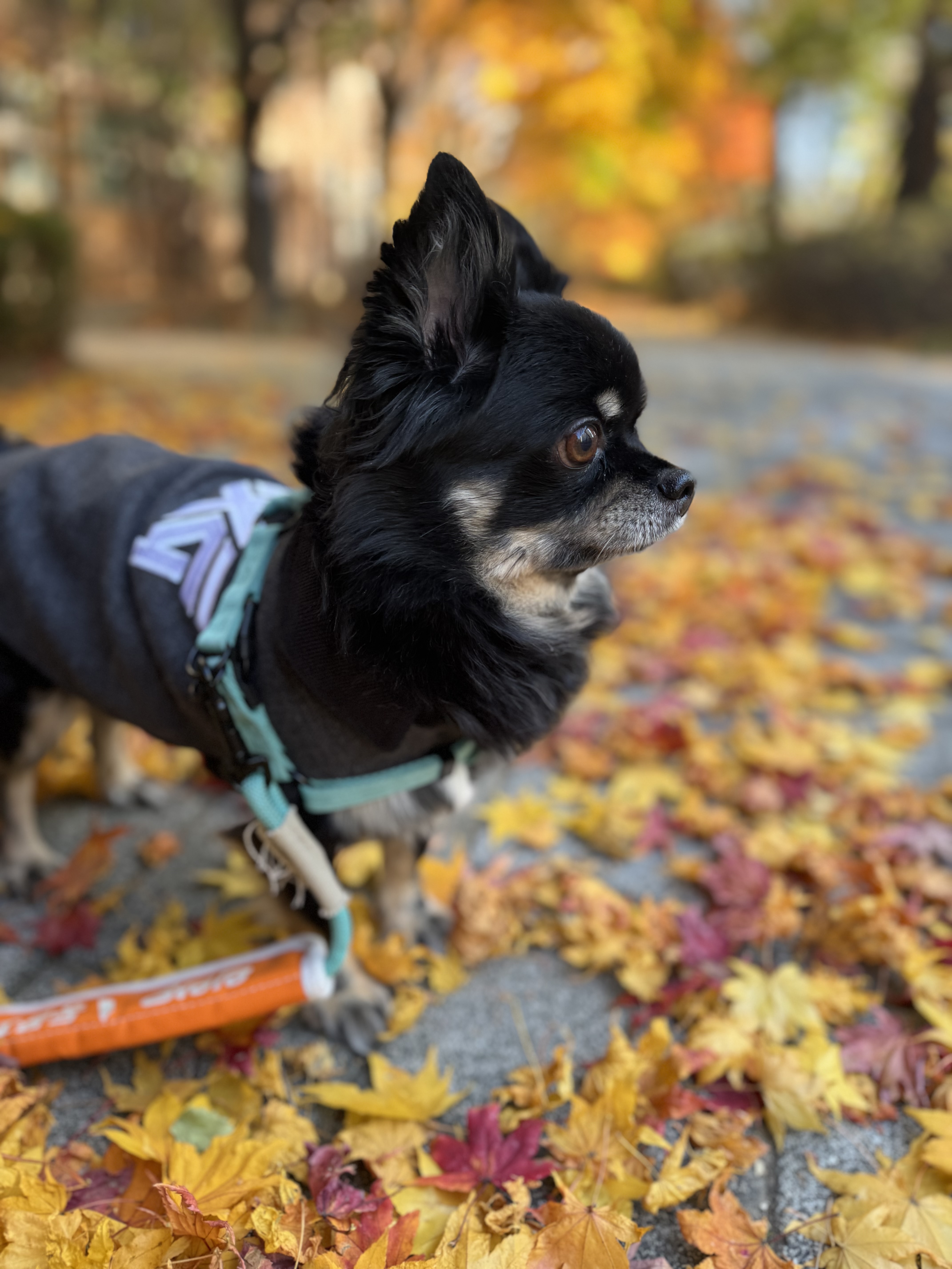 랩몬 소식 올려요~^^(임모7개월차)