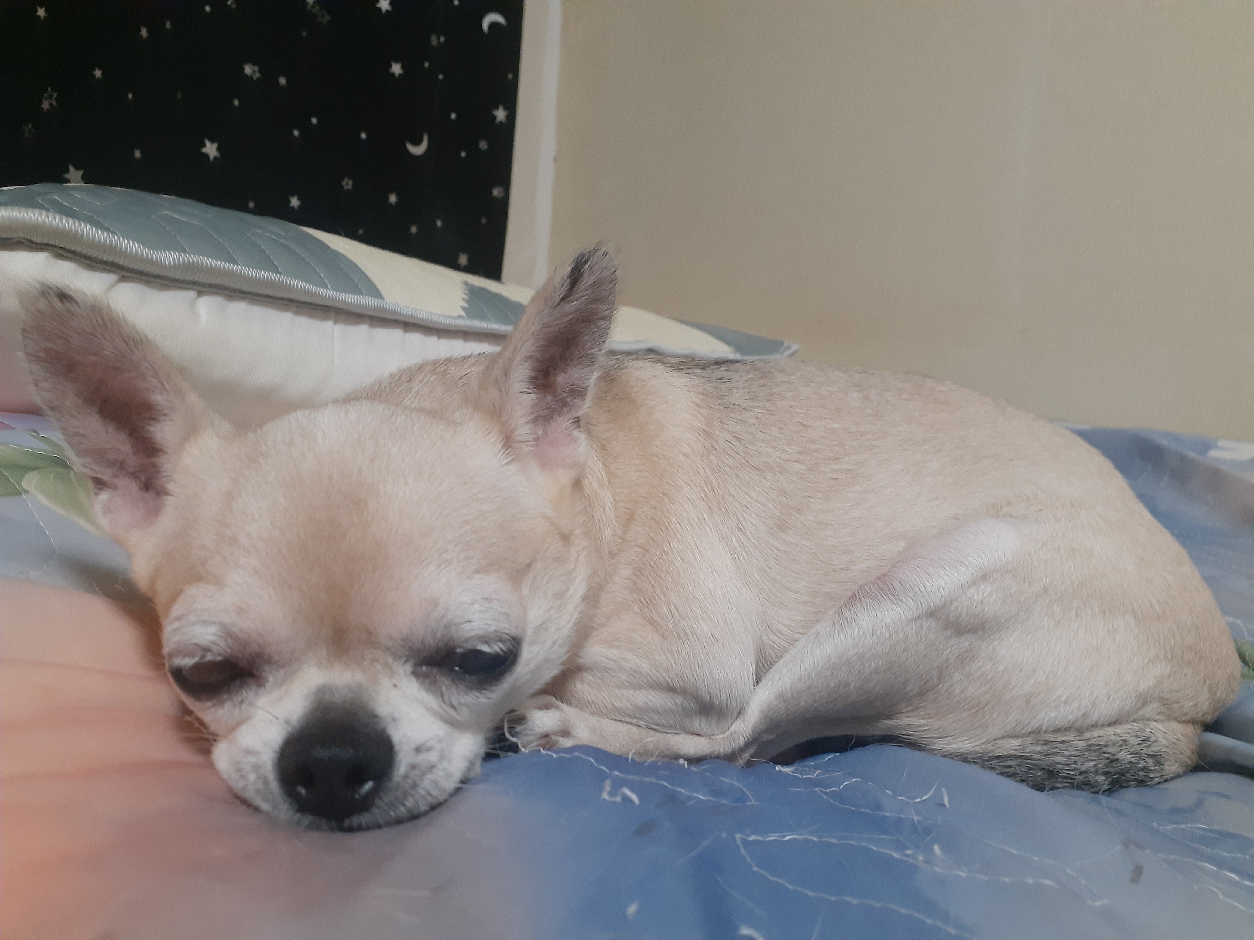 현땅콩 구잎새 잠꾸러기인증샷