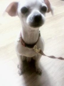 경기 시흥 정왕동 정왕역근처 말티 남아 보호중입니다! 