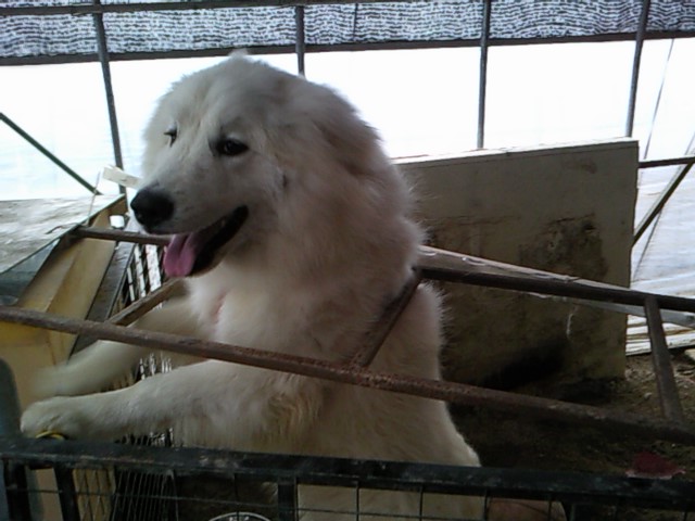 우리탄이좀 찾아주세요,(그레이트피레니즈)