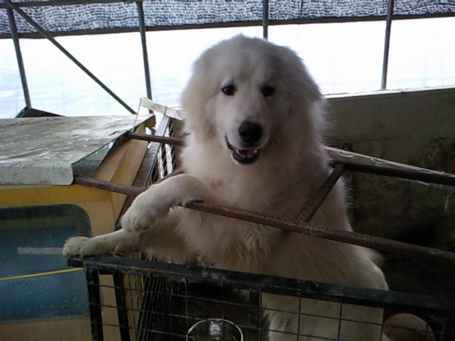 우리탄이좀 찾아주세요,(그레이트피레니즈)