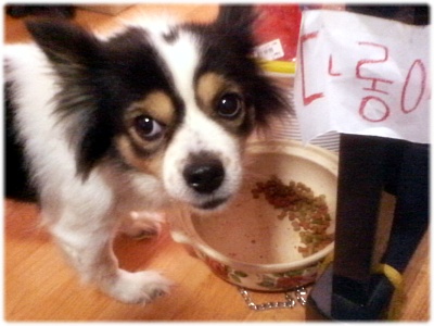 다롱이(점박이 발바리)를 찾아주세요ㅠㅠ(서울강동구)