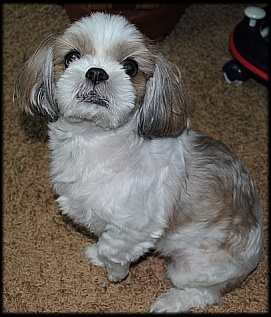 우리뽀야(시추)좀 찾아주세요.(경기도의정부 가능동)