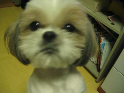 우리뽀야(시추)좀 찾아주세요.(경기도의정부 가능동)