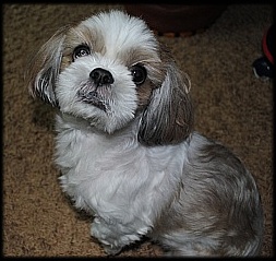 우리뽀야(시추)좀 찾아주세요.(경기도의정부 가능동)