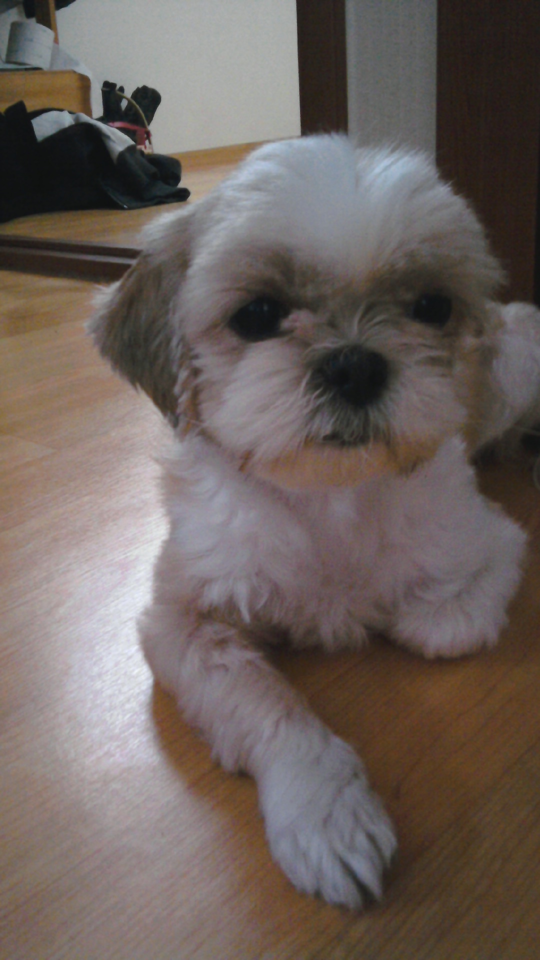 (부천 원미동)별이를 찾습니다.