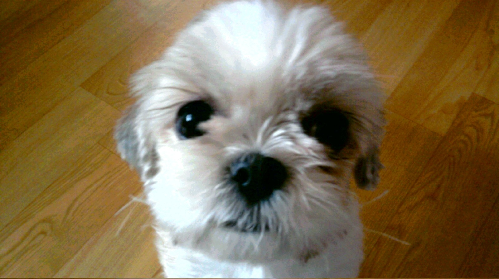 (부천 원미동)별이를 찾습니다.