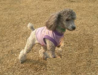 실버푸들초코를 찾습니다(사례금200만원) 