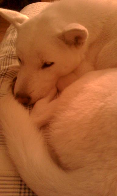 진돗개 백구 암컷 분실