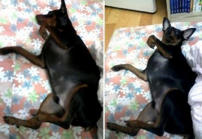 인천계양구효성동 미니핀 남아찾아요