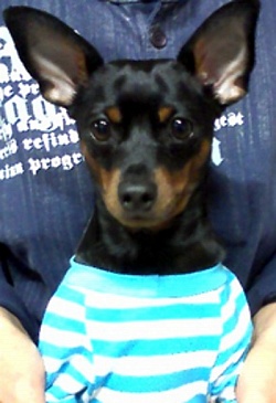 인천계양구효성동 미니핀 남아찾아요