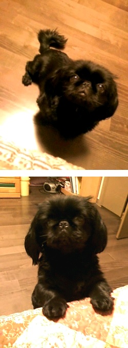 <광주광역시>검정페키니즈입니다