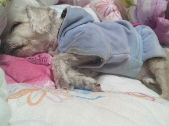 찾았습니다!!!![경남 마산시 합성동]15살 푸들 찾습니다..