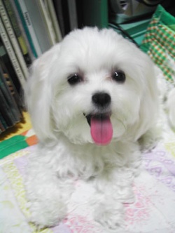 [말티즈여아]찾습니다. 대전 가양동 보건대 근처