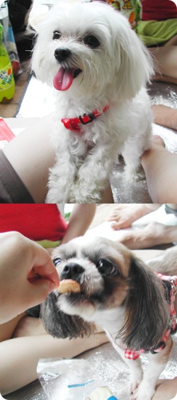 [말티즈여아]찾습니다. 대전 가양동 보건대 근처