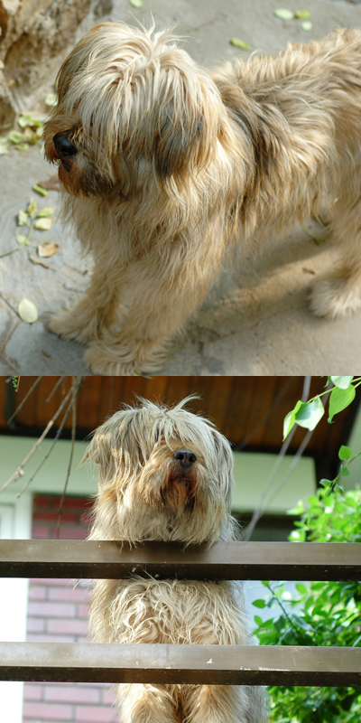 신림3동삽살개 찾습니다.